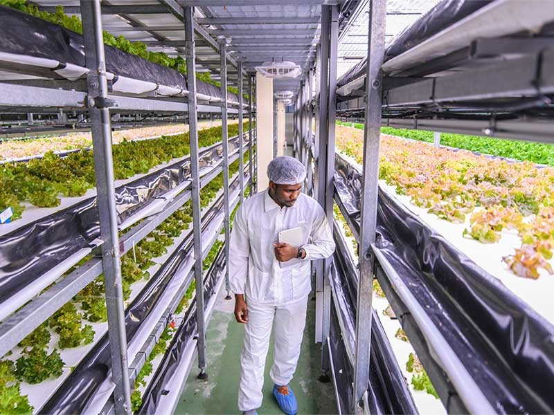 Farmer checking the crops in vertical farm